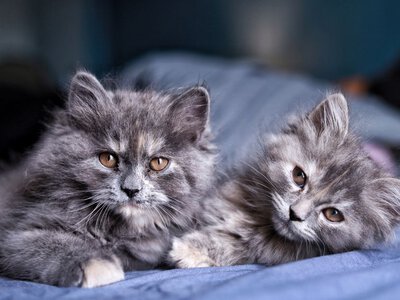 Кіт у ліжку щоночі: користь, ризики та правила безпечного сну