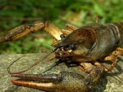 На Дніпропетровщині з 15 серпня заборонять ловити раків