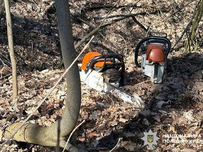 На Полтавщині судитимуть п’ятьох учасників організованої групи за незаконну вирубку лісу