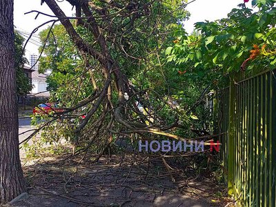 У центрі Миколаєва на тротуар впала величезна гілка (фото)