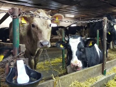 Ферма на Черкащині збільшить стадо до 1200 корів