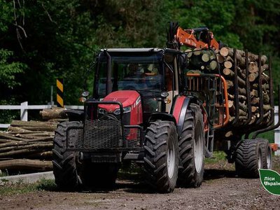 Буковина та ще двоє сусідніх регіонів здійснили одну з найбільших заготівель дров