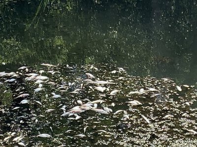 У річці Совиця на Буковині загинули понад 500 риб: збитки перевищують мільйон гривень