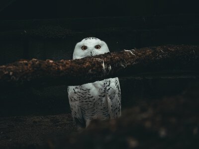 Сотні будиночків для сов врятували виноградники США від навали гризунів