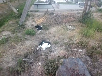 В Ужгороді один з електричних стовпів став убивцею лелек - загинули щонайменше чотири птахи