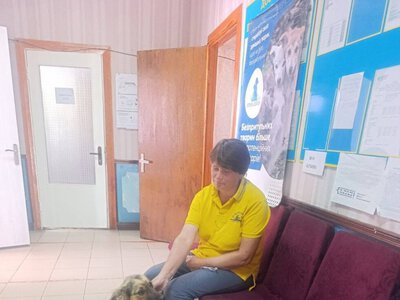 У Мутині безкоштовно стерилізовано понад два десятки тварин
