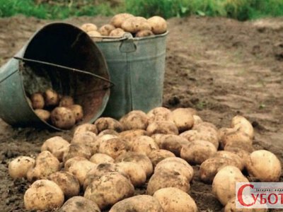 Не агропідприємства: хто насправді вирощує майже всю картоплю Житомирщини