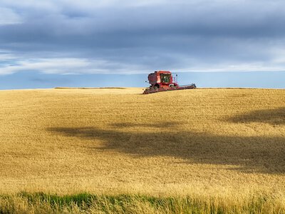 За нинішніх цін на зерно більшість аграріїв України - банкрути