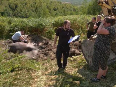 На Перечинщині розслідують загибель восьми коней: тварин ексгумували для експертизи