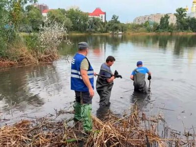 Друге забруднення за місяць: в Києві фіксують загибель риби та птахів