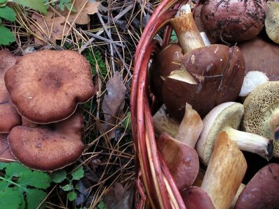 Грибний сезон із небезпечними наслідками: на Чернігівщині жінка отруїлася сироїжками