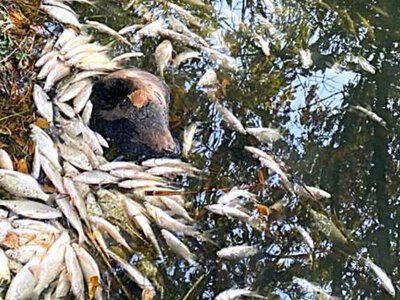 На Київщині зафіксували масовий мор риби у трьох водоймах: загинуло близько 3 тонн