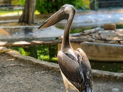 В Одеському зоопарку визначилися з ім’ям для рожевого пелікана: як назвали малюка