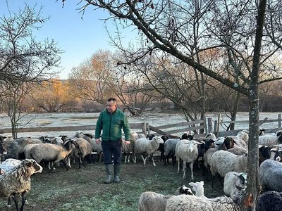 Овеча ферма ветерана: 200 голів на Прикарпатті