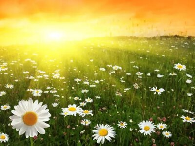 У Києві 12 серпня стане прохолодніше: до +24°C і без дощу