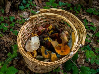 Не просто їжа: ці гриби містять речовину для здорового старіння