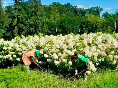 Гортензії заввишки з людину: у Києві розквітла неймовірна локація. ФОТО