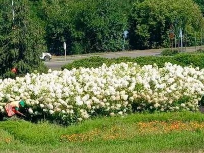 Гортензії заввишки з людину розквітли у Києві: де побачити квітник
