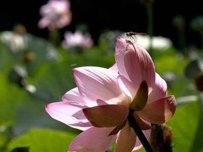 У ставку на Вінниччині розцвіли рідкісні рожеві лотоси