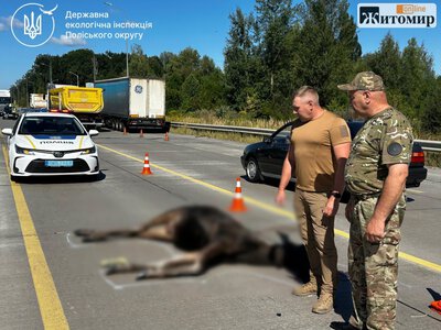 Загибель червонокнижної лосихи біля Житомира: відібрали зразки для досліджень