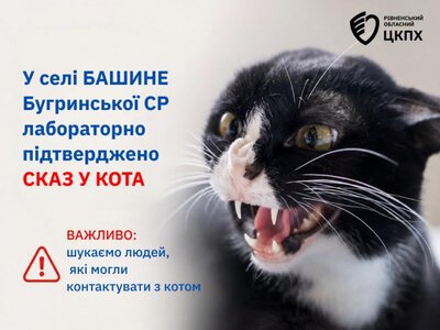 На Рівненщині безпритульний кіт вкусив жінку: у тварини виявили сказ