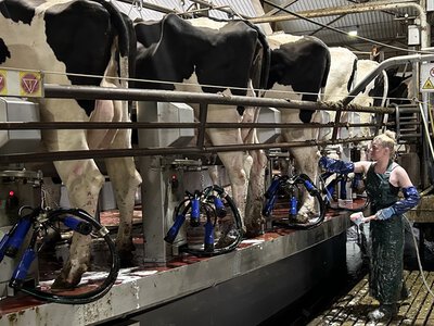 А2-генотип корів: перспективи для українських ферм