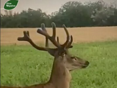 Вперше в лісах Одещини зафіксовано оленів (ВІДЕО)