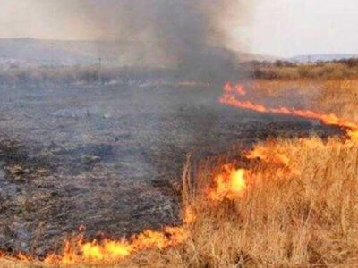 Екоінспектори оштрафували аграрія за випалювання стерні на полі