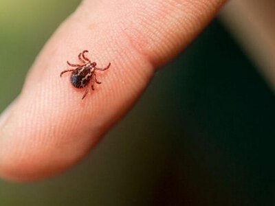 Найбільше — у Луцькому районі: на Волині зафіксували 20 випадків хвороби Лайма
