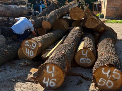 Мітинг зупинив вирубку деревини: куди в Києві дінуть сотні стовбурів, - ФОТО
