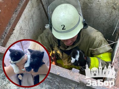 У Запоріжжі рятувальники дістали кошенят із чотириметрової ями (фото)