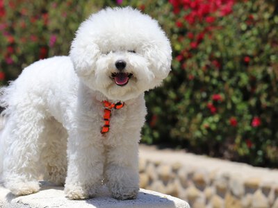 Майже не залишають шерсті: 7 порід собак для людей з алергією