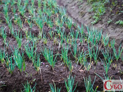 Цю стару пораду з цибулею досі повторюють: чому зелене перо краще не чіпати