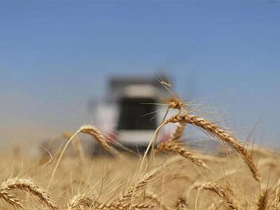 USDA повысило прогноз урожая пшеницы в Украине