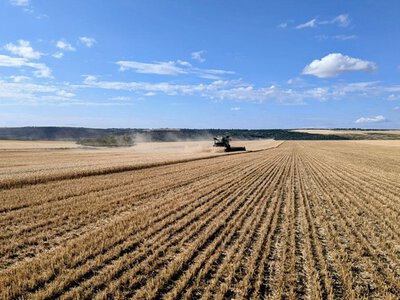 Збільшення посівів зернових: Україна розширює площі