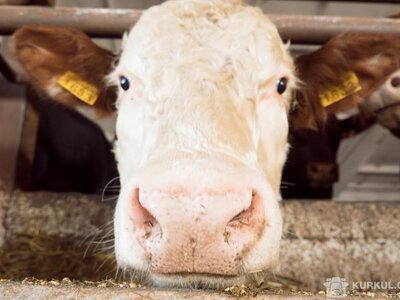 На Сумщині племінні господарства можуть отримати компенсацію за збереження локальних порід худоби