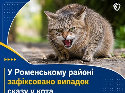 На Сумщині домашній кіт покусав жінку: у кота виявили сказ