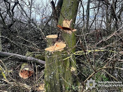 487 дерев та майже 2,9 млн грн збитків: жителі Миколаївської області постануть перед судом