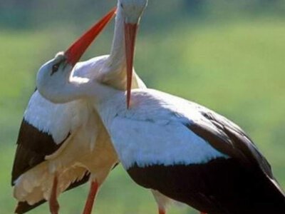 Лелеки збираються у зграї: в Україні стартувала осіння міграція