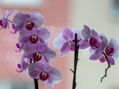Як доглядати за орхідеєю, щоб вона пишно цвіла: прості правила для дому