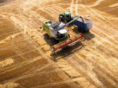У Німеччині через посуху прогнозують на 10% менший урожай зерна