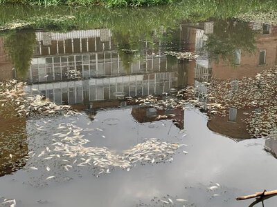 Зв’язку між забрудненням річки Плоскої у Хмельницькому та загибеллю риби не встановили — прокуратура