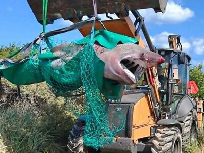 Причина загибелі невідома: у Данії на пляжі знайшли гігантську акулу