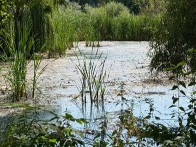 Забруднення Борщагівки загрожує Ірпеню: жителів попередили про небезпеку