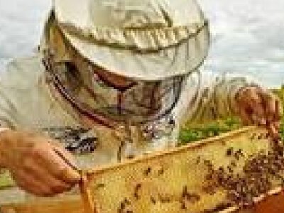 Вінницькі пасічники, які утримують майже чотири сотні бджолиних «родин», отримали фінансову допомогу