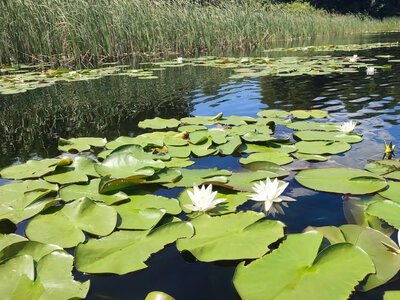 У водоймах Нобельського нацпарку на Рівненщині перевірять стан водних екосистем