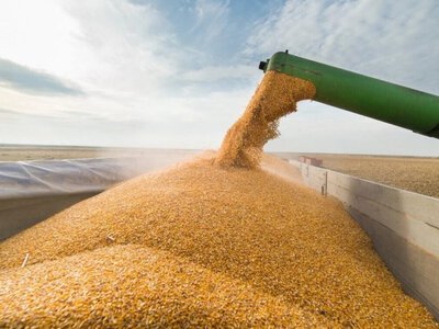 Україна скоротила експорт зерна на 75% через обстріли портів