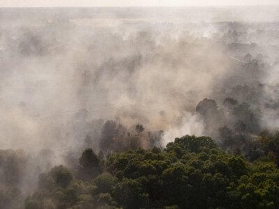Reuters: У Британії зафіксували рекордну кількість лісових пожеж