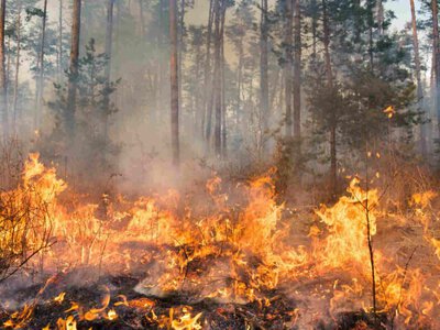 У Британії число лісових пожеж досягло рекордного рівня