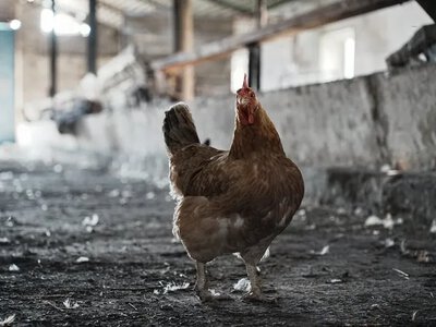 Агросектор Харківщини: понад 600 підприємств постраждали